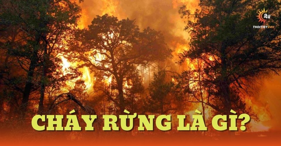 Cháy rừng là gì? Mối nguy hiểm cho cả con người và môi trường